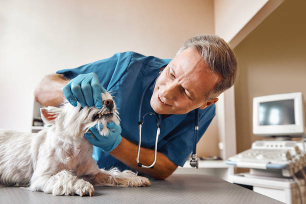 Best Emergency Root Canal Treatment in Ringwood, NJ